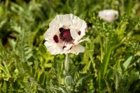 Papaver orientale Royal Wedding 11 cm Topf - Größe nach Saison