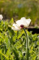 Papaver orientale Royal Wedding 11 cm Topf - Größe nach Saison