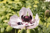 Papaver orientale Royal Wedding 11 cm Topf - Größe nach Saison