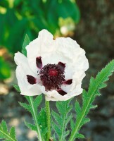 Papaver orientale Royal Wedding 11 cm Topf - Größe nach Saison