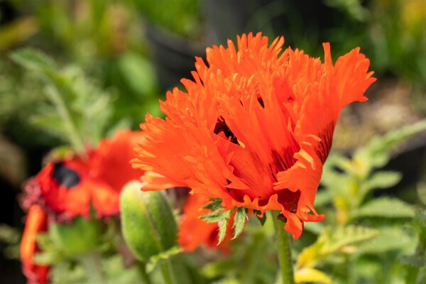 Papaver orientale Türkenlouis 11 cm Topf - Größe nach Saison