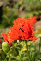 Papaver orientale Türkenlouis 11 cm Topf - Größe nach Saison