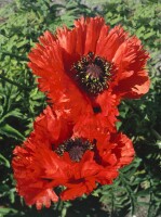 Papaver orientale Türkenlouis 11 cm Topf - Größe nach Saison