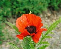 Papaver orientale Türkenlouis 11 cm Topf - Größe nach Saison