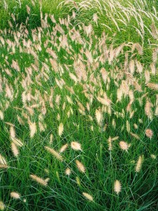 Pennisetum alopecuroides Cassian 11 cm Topf - Größe nach Saison