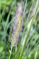 Pennisetum alopecuroides Cassian 11 cm Topf - Größe nach Saison