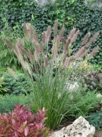 Pennisetum alopecuroides Cassian 11 cm Topf - Größe nach Saison