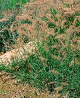 Pennisetum alopecuroides Cassian 11 cm Topf - Größe nach Saison