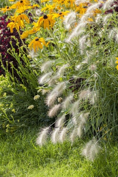 Pennisetum alopecuroides Hameln 11 cm Topf - Größe nach Saison