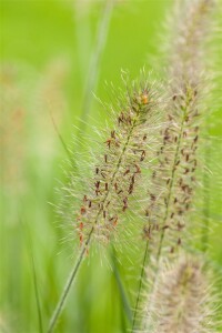 Pennisetum alopecuroides Hameln 11 cm Topf - Größe nach Saison