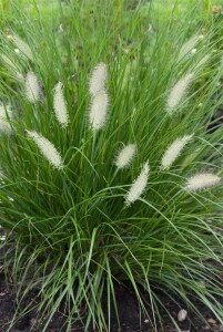 Pennisetum alopecuroides Hameln 11 cm Topf - Größe nach Saison