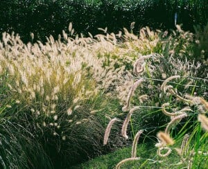 Pennisetum alopecuroides Hameln 11 cm Topf - Größe nach Saison