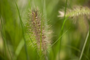 Pennisetum alopecuroides Hameln 11 cm Topf - Größe nach Saison