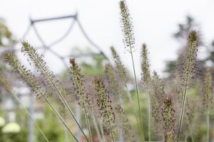 Pennisetum alopecuroides Hameln 11 cm Topf - Größe nach Saison