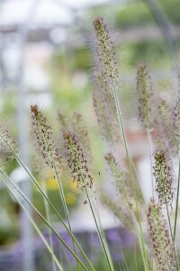 Pennisetum alopecuroides Hameln 11 cm Topf - Größe nach Saison