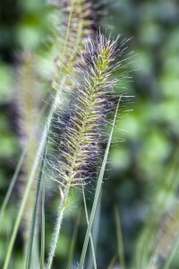 Pennisetum alopecuroides Hameln 11 cm Topf - Größe nach Saison