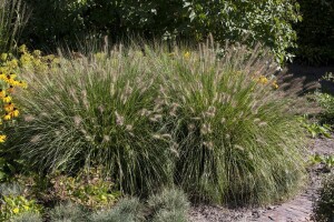 Pennisetum alopecuroides Hameln 11 cm Topf - Größe nach Saison