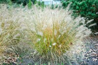 Pennisetum alopecuroides Hameln 11 cm Topf - Größe nach Saison