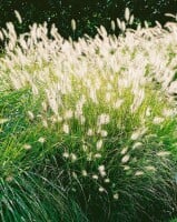 Pennisetum alopecuroides Hameln 11 cm Topf - Größe nach Saison