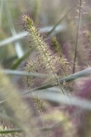 Pennisetum alopecuroides Hameln 11 cm Topf - Größe nach Saison