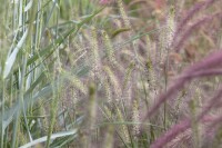 Pennisetum alopecuroides Hameln 11 cm Topf - Größe nach Saison