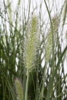 Pennisetum alopecuroides Hameln 11 cm Topf - Größe nach Saison