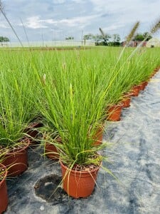 Pennisetum alopecuroides Hameln C2 40- 60 cm SONDERANGEBOT