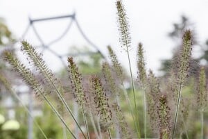 Pennisetum alopecuroides Hameln C2 40- 60 cm SONDERANGEBOT