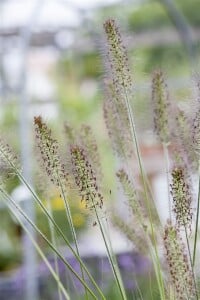 Pennisetum alopecuroides Hameln C2 40- 60 cm SONDERANGEBOT