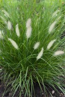 Pennisetum alopecuroides Hameln C2 40- 60 cm SONDERANGEBOT