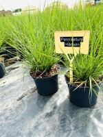 Pennisetum alopecuroides Hameln C2 40- 60 cm SONDERANGEBOT