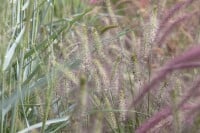 Pennisetum alopecuroides Hameln C2 40- 60 cm SONDERANGEBOT