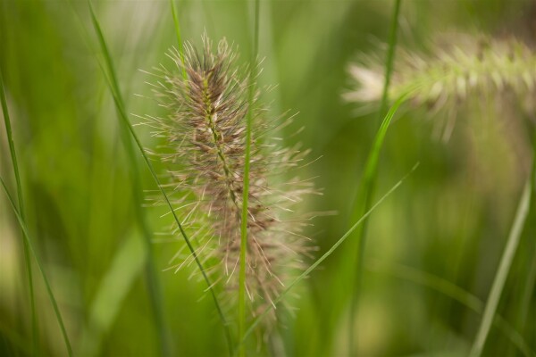 Pennisetum alopecuroides Little Bunny 0,5