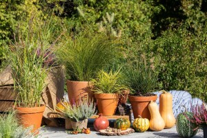 Pennisetum alopecuroides Little Bunny 0,5