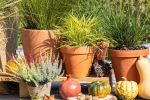 Pennisetum alopecuroides Little Bunny 0,5