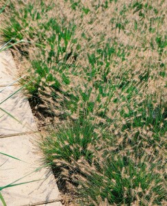 Pennisetum alopecuroides Little Bunny 0,5