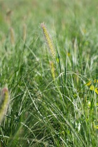 Pennisetum alopecuroides Little Bunny 0,5