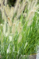 Pennisetum alopecuroides Little Bunny 0,5