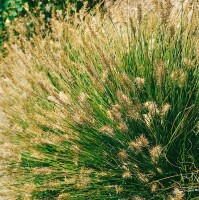 Pennisetum alopecuroides Little Bunny 0,5