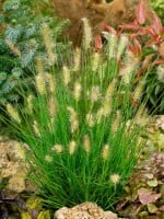 Pennisetum alopecuroides Little Bunny 0,5