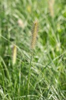 Pennisetum alopecuroides Little Bunny 0,5