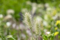 Pennisetum alopecuroides Little Bunny 0,5