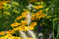 Pennisetum alopecuroides Little Bunny 0,5