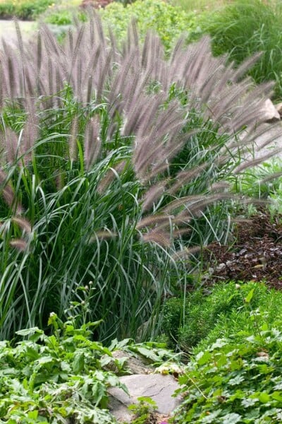 Pennisetum alopecuroides Moudry 11 cm Topf - Größe nach Saison