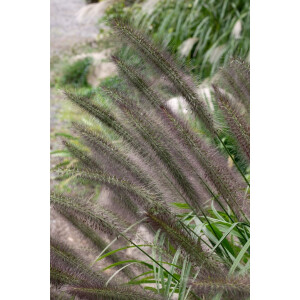 Pennisetum alopecuroides Moudry 11 cm Topf -...