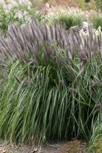 Pennisetum alopecuroides Moudry 11 cm Topf - Größe nach Saison