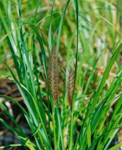 Pennisetum alopecuroides Moudry 11 cm Topf - Größe nach Saison