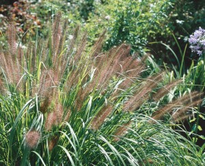 Pennisetum alopecuroides Moudry 11 cm Topf - Größe nach Saison