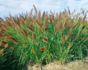 Pennisetum alopecuroides Moudry 11 cm Topf - Größe nach Saison