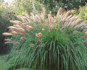 Pennisetum alopecuroides Moudry 11 cm Topf - Größe nach Saison